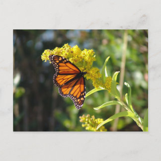 CARTÃO POSTAL DSC05261