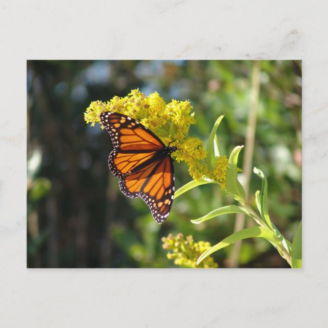 CARTÃO POSTAL DSC05261 (Frente)