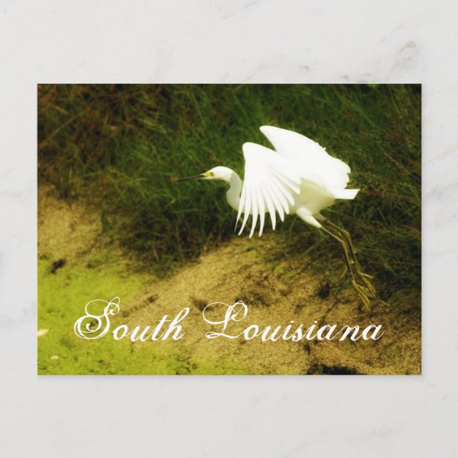 Cartão Postal DSC08779bb, South Louisiana (Frente)