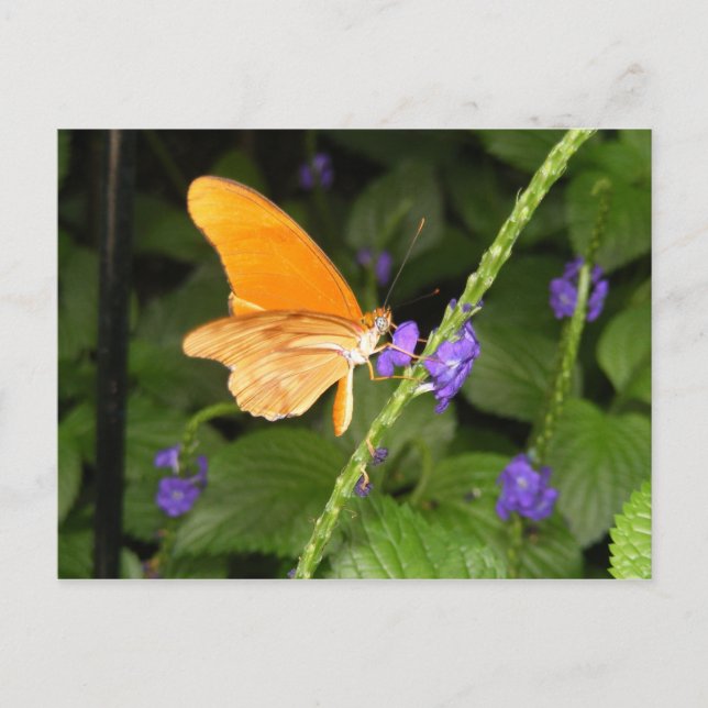 CARTÃO POSTAL DSCF9699 (Frente)