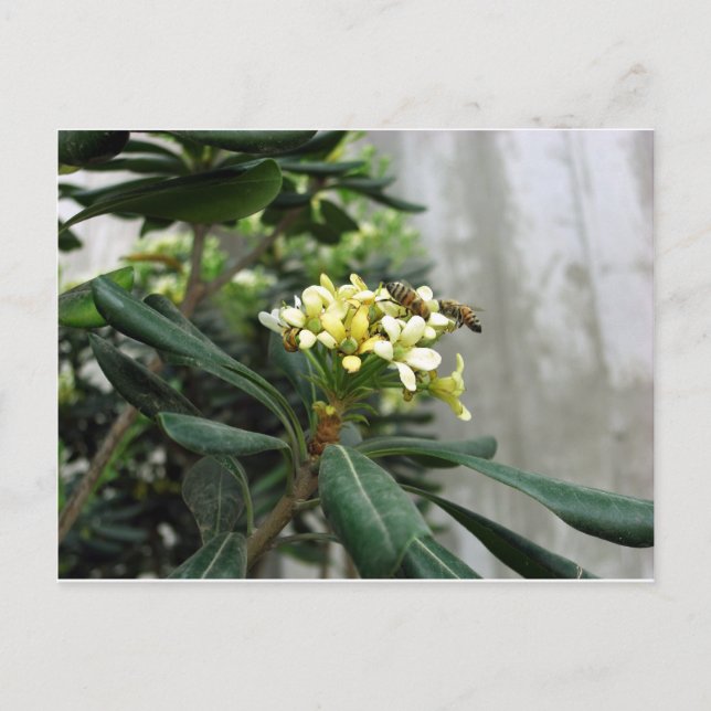 Cartão Postal Duas Abelhas (Frente)