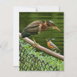 Cartão Postal Duas aves