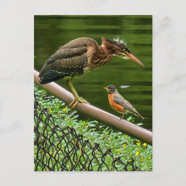 Cartão Postal Duas aves (Frente)