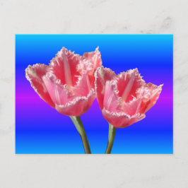Cartão Postal Duas Belas Tulipas Rosa Azul BG Cartão-postal