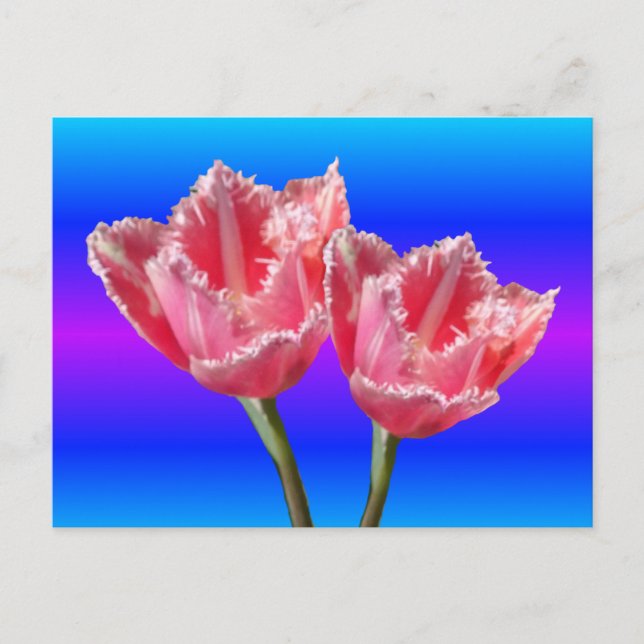 Cartão Postal Duas Belas Tulipas Rosa Azul BG Cartão-postal (Frente)