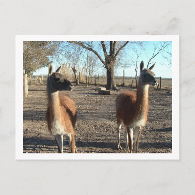 Cartão Postal duas belas vicuñas (Frente)