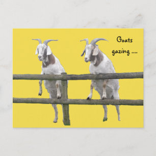 Cartão Postal Duas cabras olhando por cima da cerca