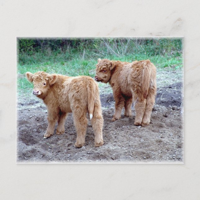 Cartão Postal Duas caudas bonito! (Frente)