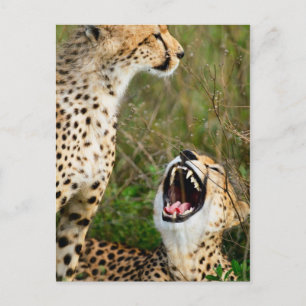 Cartão Postal Duas chitas
