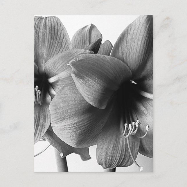 Cartão Postal Duas Flores Amaryllis Foto Vertical (Frente)