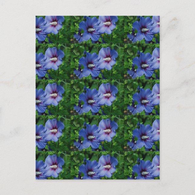 Cartão Postal Duas Flores Azuis de Hibisco na Planta (Frente)