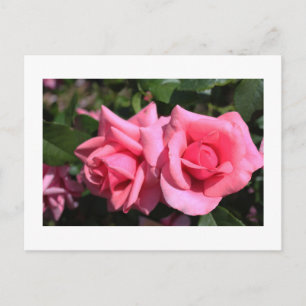 Cartão Postal duas flores de rosa rosa-quente perfeitas. amor