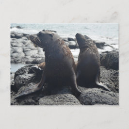 Cartão Postal Duas focas para bebês