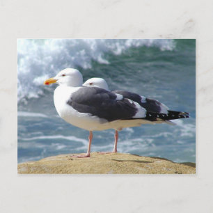 Cartão Postal Duas gaivotas