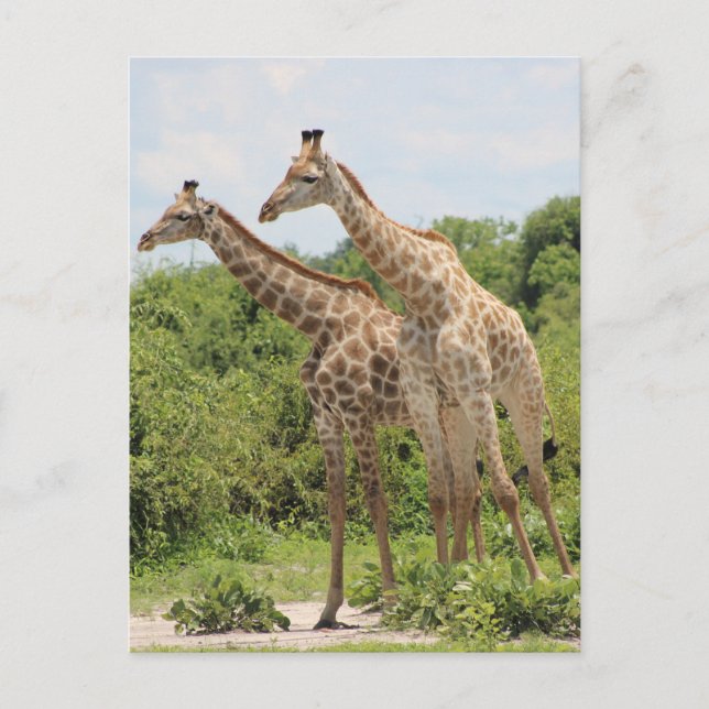 Cartão Postal Duas girafas (Frente)