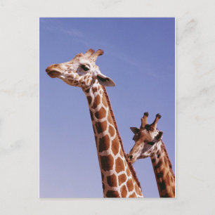 Cartão Postal Duas Girafas Afetadas