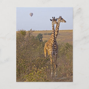 Cartão Postal Duas girafas (Giraffa camelopardalis), Masai
