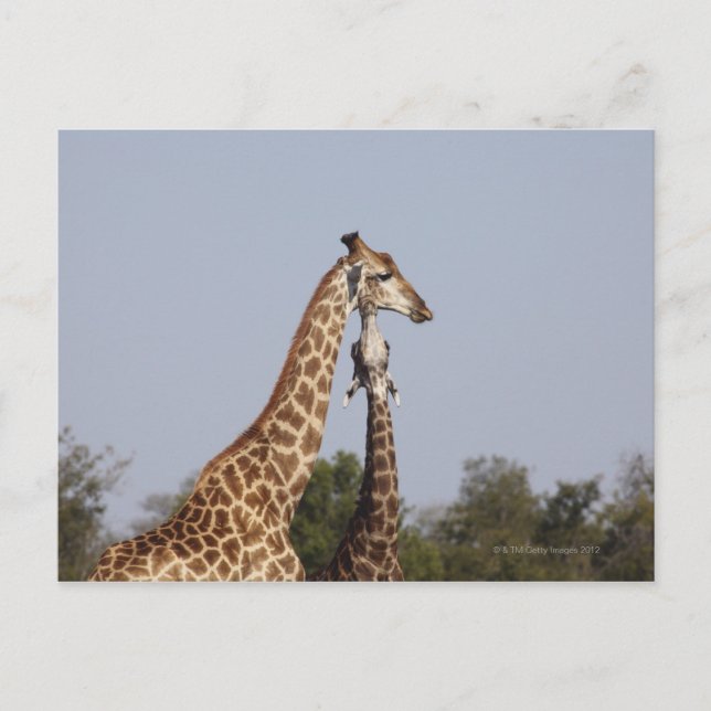 Cartão Postal Duas Girafas, Kruger National Park, África do Sul (Frente)