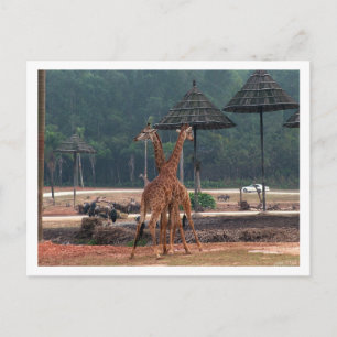 Cartão Postal Duas girafas se confortando em um zoológico