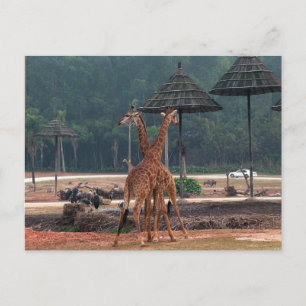 Cartão Postal Duas girafas se confortando num zoológico