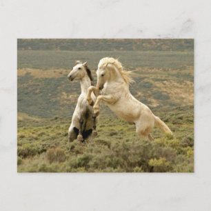 Cartão Postal Duas Lutas Selvagens de Estalhões