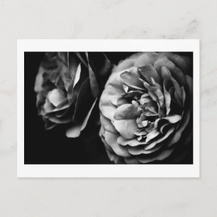 Cartão Postal duas rosas