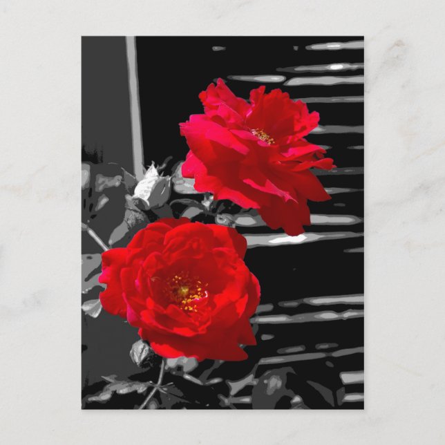 CARTÃO POSTAL DUAS ROSAS VERMELHAS (Frente)