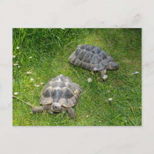 Cartão Postal Duas tartarugas na grama verde