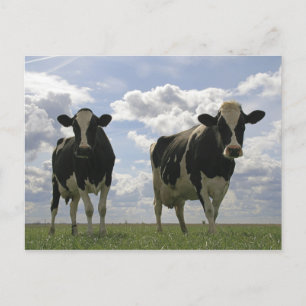 Cartão Postal Duas vacas friséticas