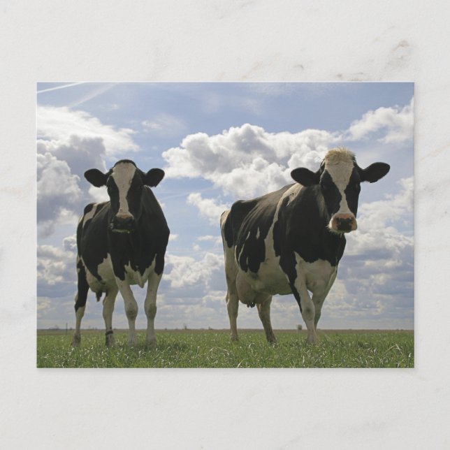 Cartão Postal Duas vacas friséticas (Frente)