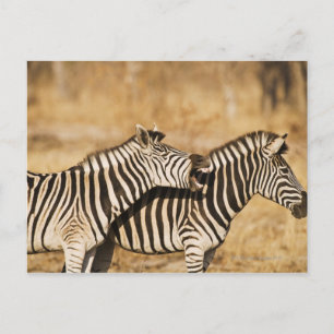 Cartão Postal Duas zebras de pé na grama