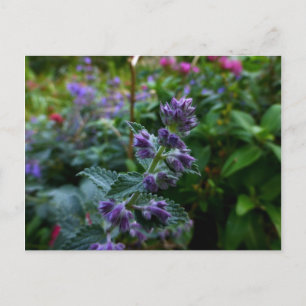 Cartão Postal Dublin Blooms