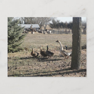 Cartão Postal Duck Duck Goose