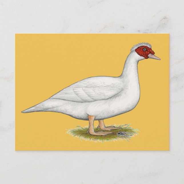 Cartão Postal Duck White Muscovy (Frente)