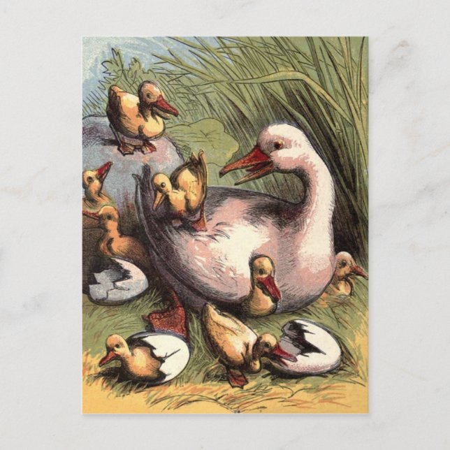 Cartão Postal Ducklings Acaba De Atingir Imagem Vintage (Frente)