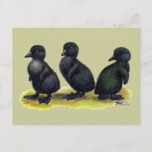 Cartão Postal Ducklings Black Cayuga