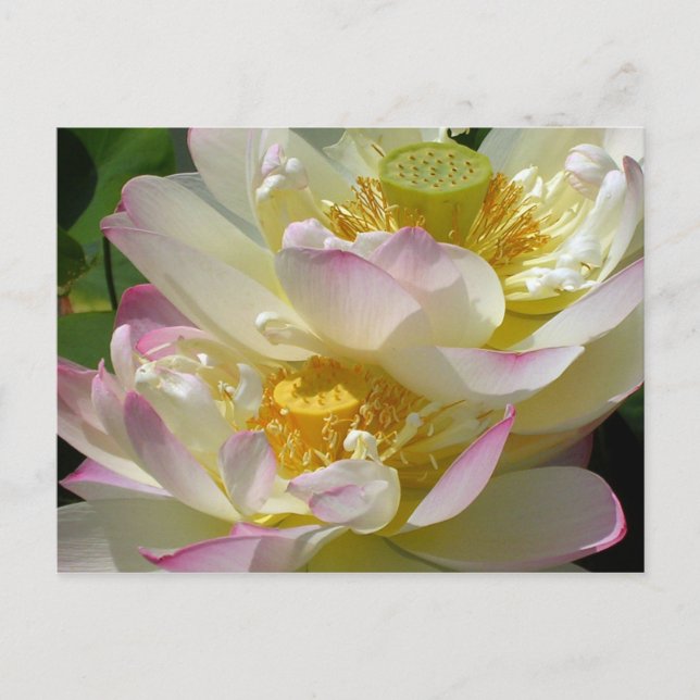 Cartão Postal Dueto da flor de Lotus (Frente)