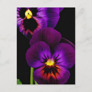 Cartão Postal Dueto de pincéis roxos, flores do Estado de Washi