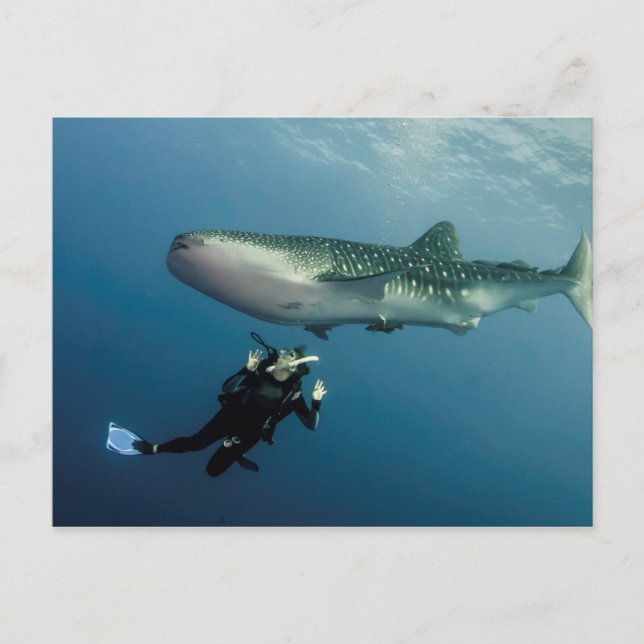 Cartão Postal Duking For Cobrir? (Frente)