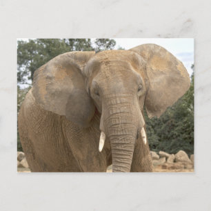Cartão postal Dumbo