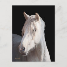 Cartão postal Dunalino American Bashkir Curly