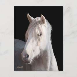 Cartão postal Dunalino American Bashkir Curly