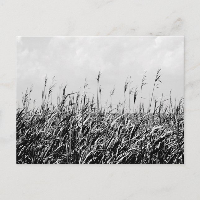 Cartão Postal Dune Triptych III (Frente)