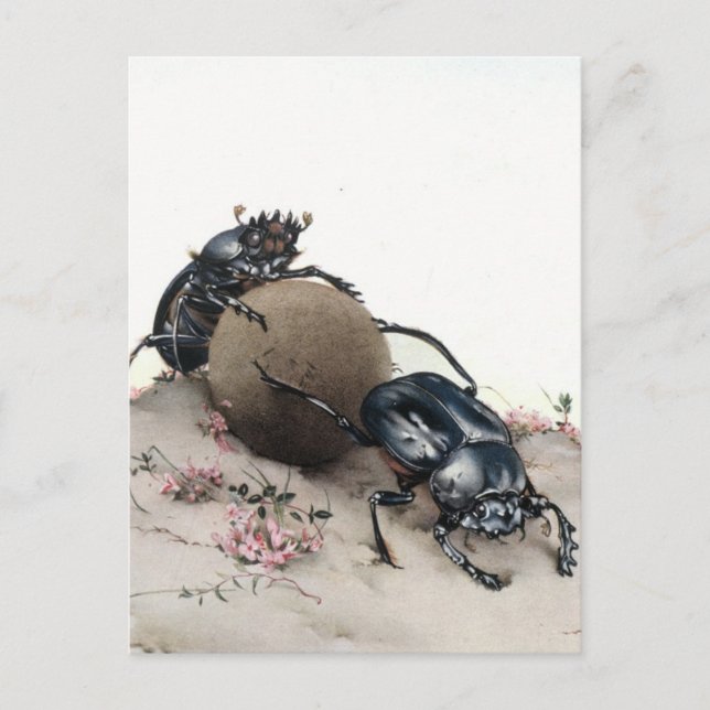 Cartão Postal Dung Bettle (Frente)