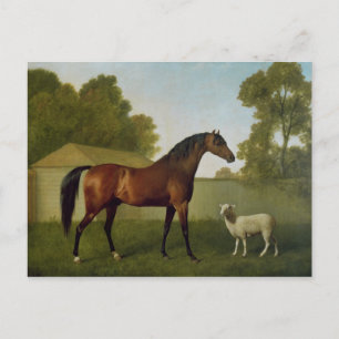 Cartão Postal Dungannon, the property of Colonel O'Kelly