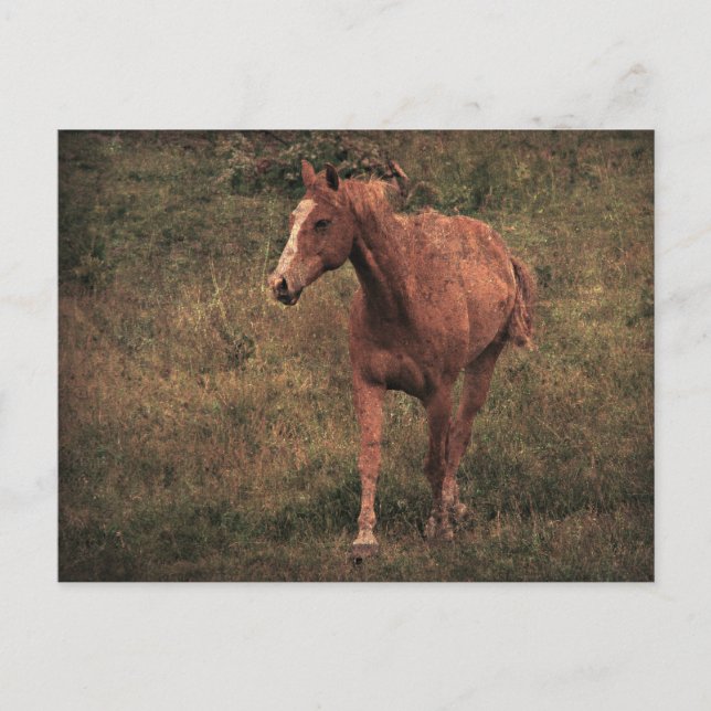 Cartão Postal Dunnit (Frente)