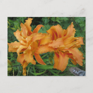 Cartão Postal Duplo Lily