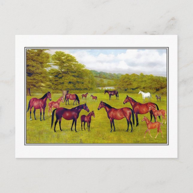 Cartão Postal Duque de Westminster's Mares and Foal (Frente)