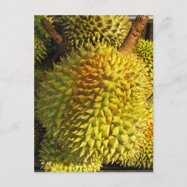 Cartão Postal Durian Fruta (Frente)