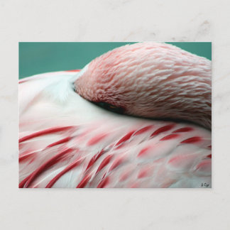 Cartão Postal Durma Rápida